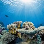 StudyHUB – Free Open Educational Resources coral reefs