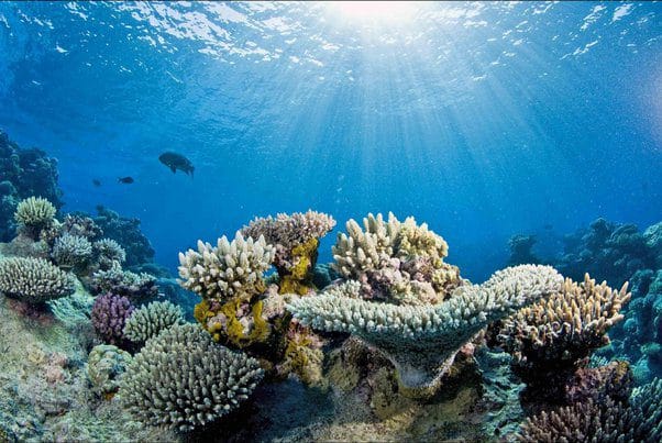 प्रवाल भित्ति (Coral Reefs) coral reefs
