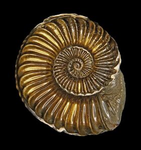 Ammonoids