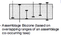 Comprehensive Guide to Biostratigraphy: Principles, Index Fossils, and Stratigraphic Classification for Geological Studies