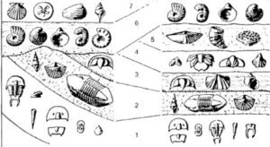 Comprehensive Guide to Biostratigraphy: Principles, Index Fossils, and Stratigraphic Classification for Geological Studies