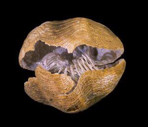 Brachiopods