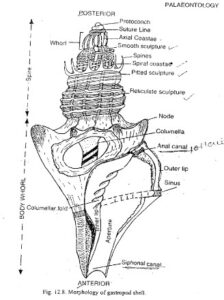 Gastropods