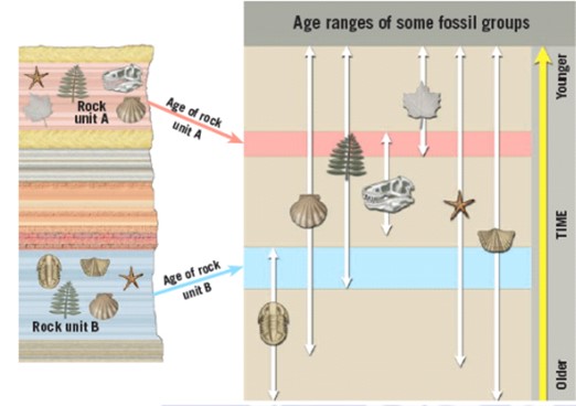 Principles of stratigraphy: Definition, Principle, Types