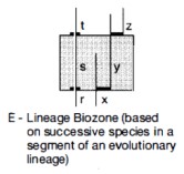 Comprehensive Guide to Biostratigraphy: Principles, Index Fossils, and Stratigraphic Classification for Geological Studies