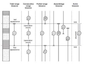 Comprehensive Guide to Biostratigraphy: Principles, Index Fossils, and Stratigraphic Classification for Geological Studies