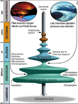 Comprehensive Guide to Biostratigraphy: Principles, Index Fossils, and Stratigraphic Classification for Geological Studies