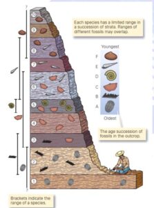 Comprehensive Guide to Biostratigraphy: Principles, Index Fossils, and Stratigraphic Classification for Geological Studies