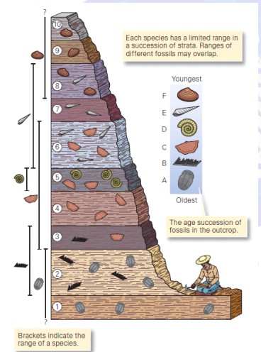 Principles of stratigraphy: Definition, Principle, Types