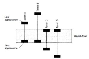 Comprehensive Guide to Biostratigraphy: Principles, Index Fossils, and Stratigraphic Classification for Geological Studies