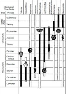 Some of the more important macrofossil groups of marine invertebrate organisms for biostratigraphic zonation