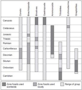 Comprehensive Guide to Biostratigraphy: Principles, Index Fossils, and Stratigraphic Classification for Geological Studies