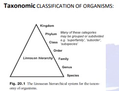 Comprehensive Guide to Biostratigraphy: Principles, Index Fossils, and Stratigraphic Classification for Geological Studies