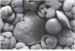 Chapter 4 Marine Sediments - StudyHUB