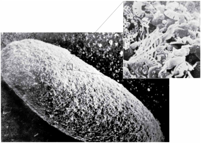 Chapter 4 Marine Sediments - StudyHUB