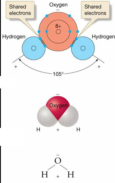 Chapter 5 Water and Seawater Representations of the water molecule.