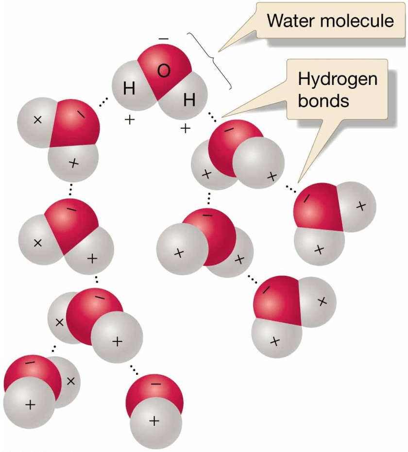 Chapter 5 Water and Seawater Hydrogen bonding in water. Dashed lines indicate
locations of hydrogen bonds, which occur between water molecules.
