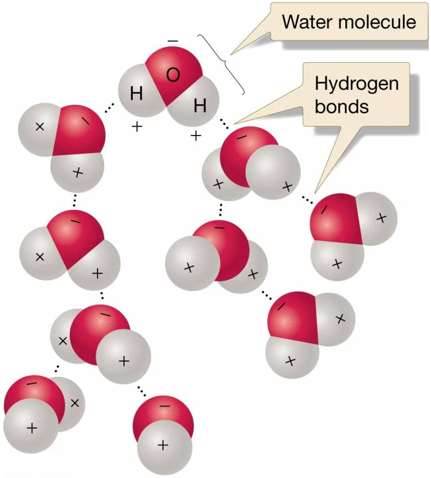 Chapter 5 Water and Seawater Hydrogen bonding in water. Dashed lines indicate
locations of hydrogen bonds, which occur between water molecules.