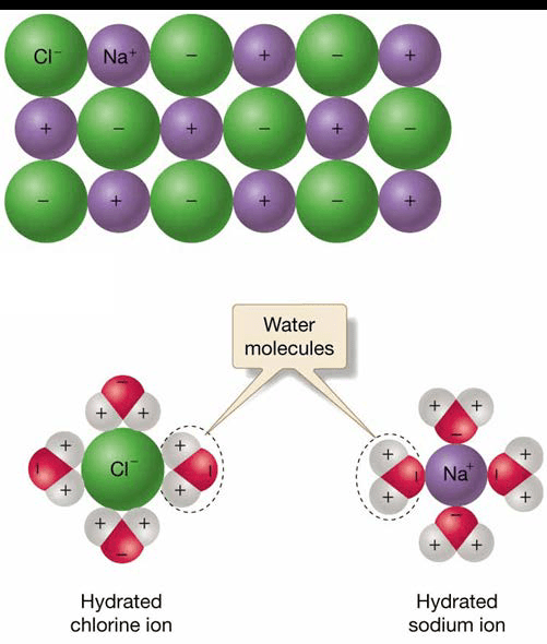 Chapter 5 Water and Seawater Water as a solvent. a)Molecular structure of table salt, which is composed of sodium chloride (Na = sodium ion, Cl = chlorine ion). b) As sodium chloride is dissolved, the positively charged ends of water molecules are attracted to the negatively charged Cl ion, while the negatively charged ends are attracted to the positively charged Na ion