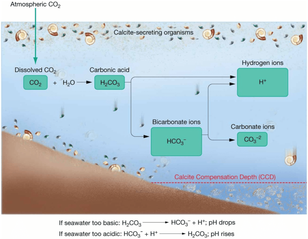 Chapter 5 Water and Seawater The carbonate buffering system.