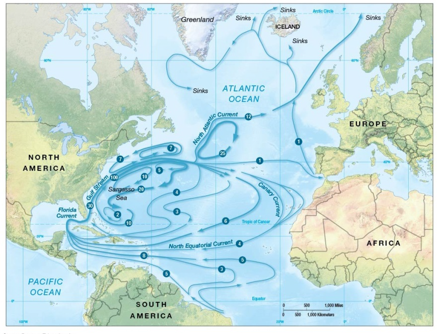 North Atlantic Ocean circulation. Map of major
currents in the North Atlantic Gyre, showing average flow rates in
Sverdrups (1 Sverdrup = 1 million cubic meters [35.3 million cubic
feet] per second). The four major currents include the western
intensified Gulf Stream, the North Atlantic Current, the Canary
Current, and the North Equatorial Current, but there are many
complex flow patterns.