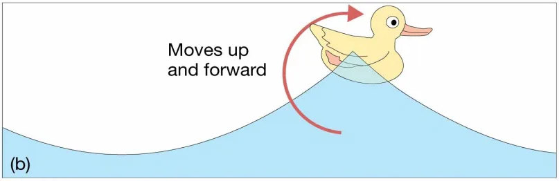 Chapter 8 Lecture Waves and WaterDynamics