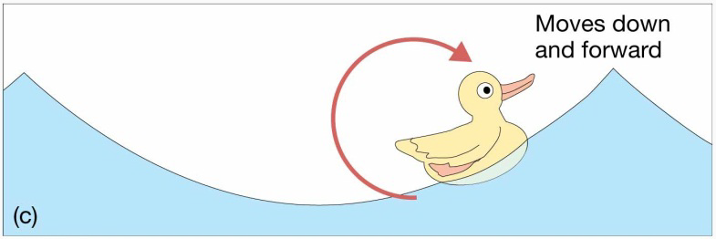 Chapter 8 Lecture Waves and WaterDynamics