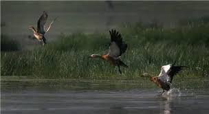 Biodiversity at Risk: 72% Decline in Bird Species at Assam's Bordoibam-Bilmukh Sanctuary Over 27 Years Biodiversity at Risk: 72% Decline in Bird Species at Assam's Bordoibam-Bilmukh Sanctuary Over 27 Years