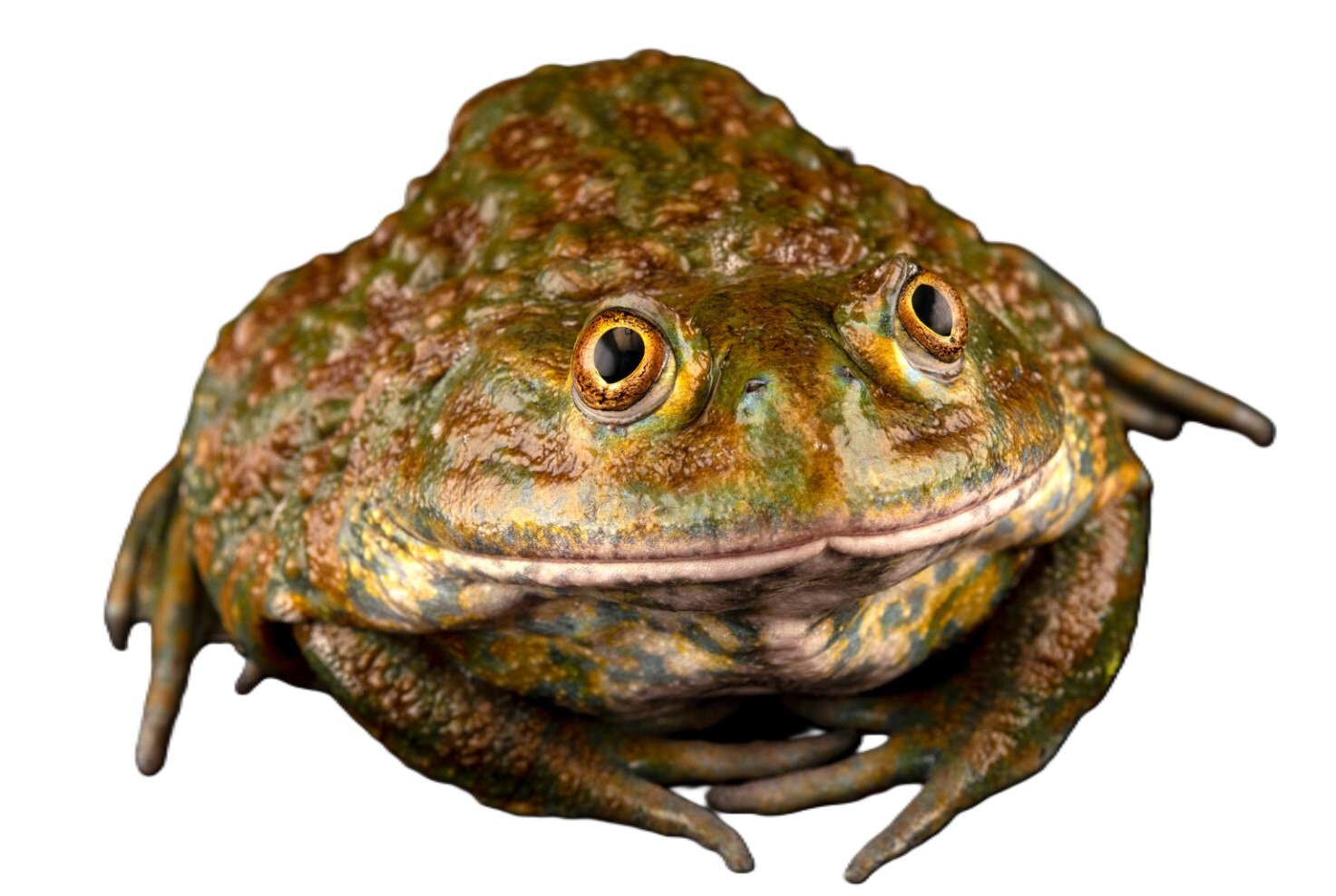 Chile's Helmeted Water Toad: A "Living Fossil" Under Threat Chile's Helmeted Water Toad: A "Living Fossil" Under Threat