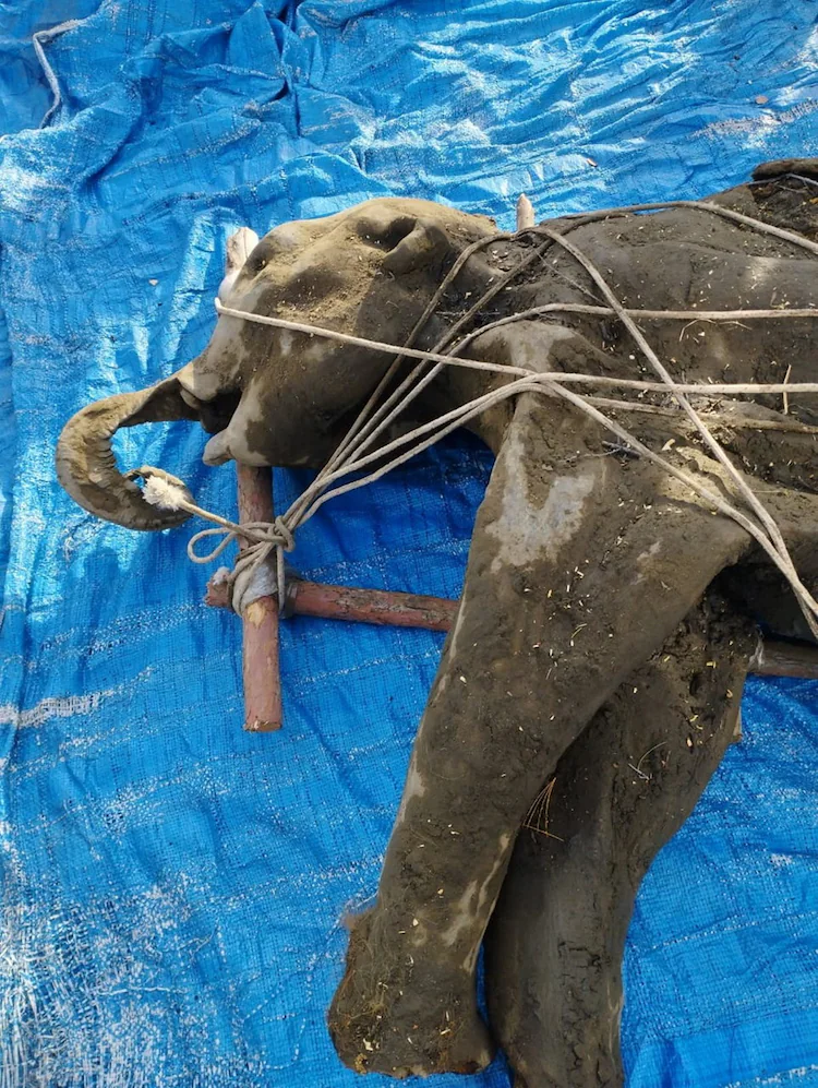 Mammoths: Ancient Giants of the Ice Age