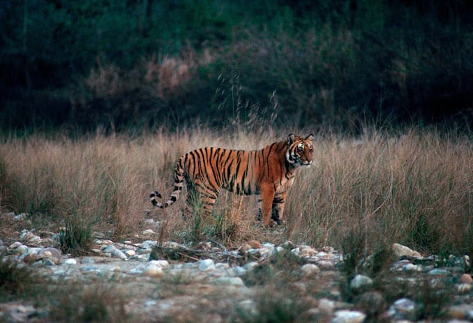 Jim Corbett National Park Jim Corbett National Park