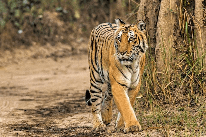 Jim Corbett National Park Jim Corbett National Park