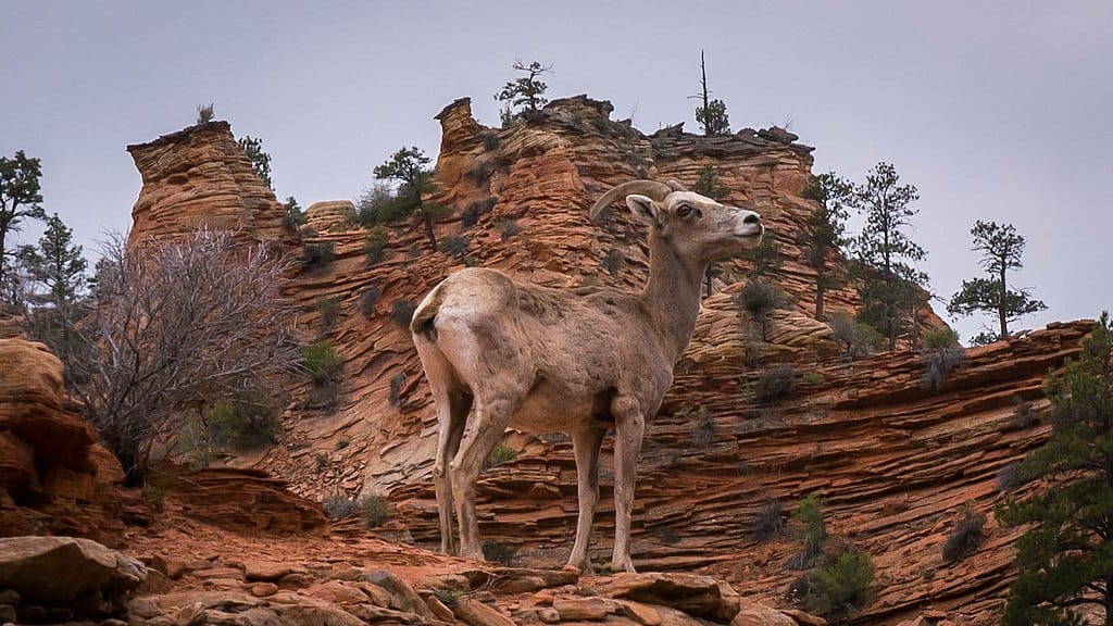Zion National Park Zion National Park