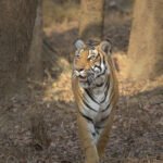 Rajeev Gandhi National Park