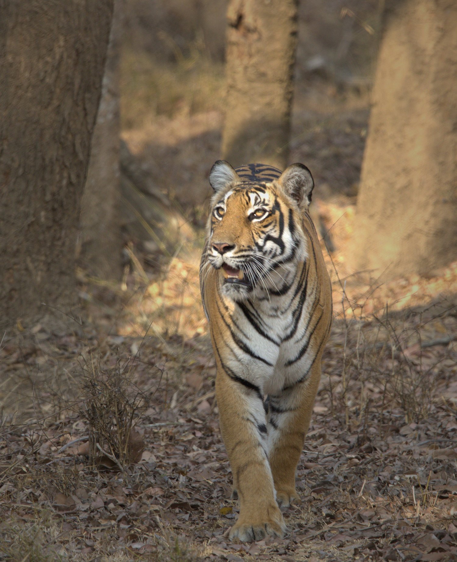 Rajeev Gandhi National Park