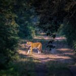 Terai Tiger in Dudhwa National Park