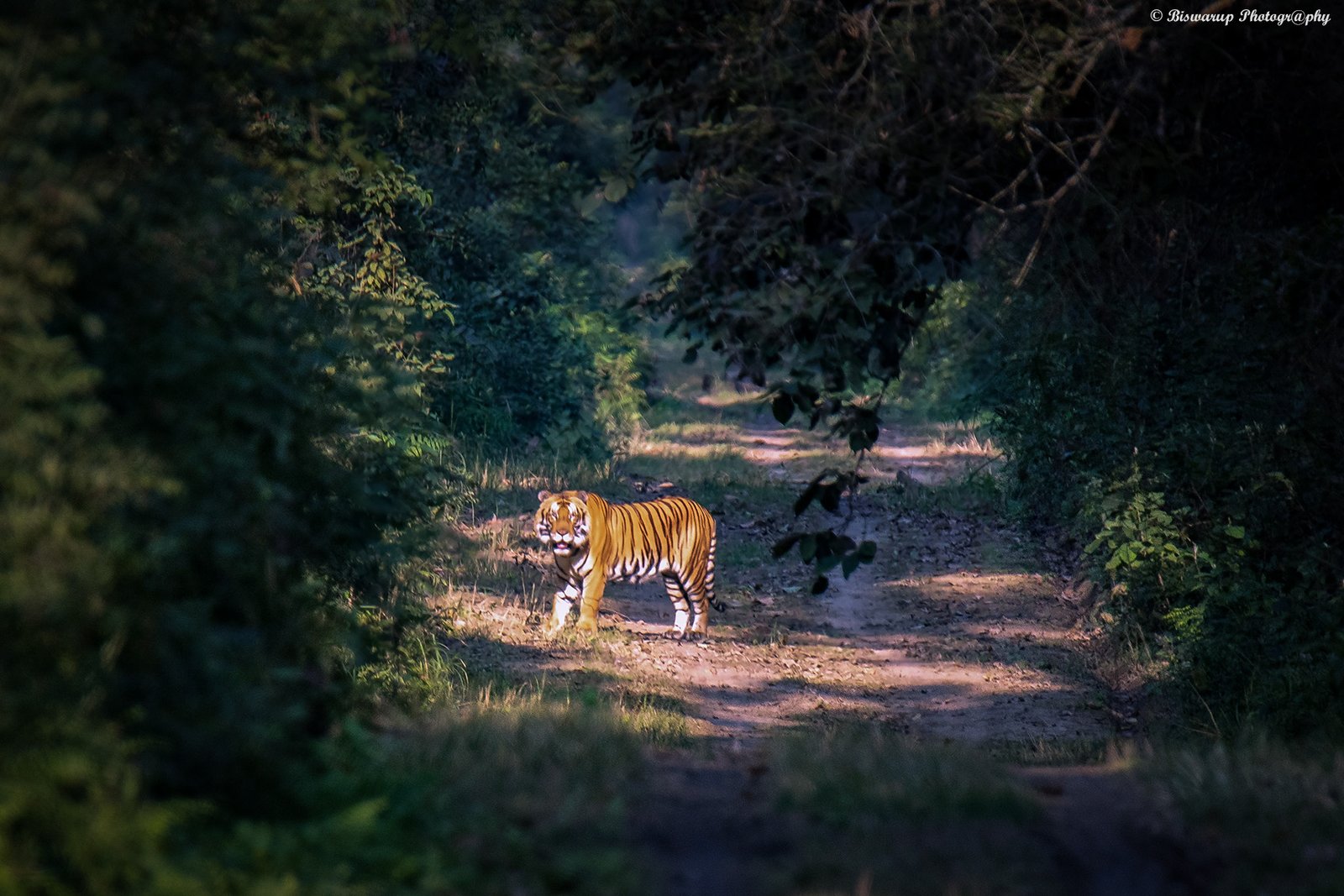 Terai Tiger in Dudhwa National Park