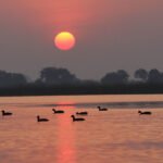Nal Sarovar Bird Sanctuary, Gujarat