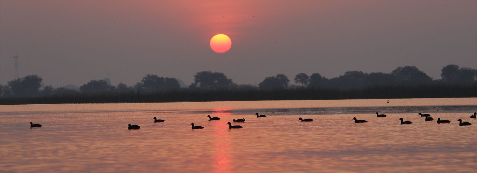 Nal Sarovar Bird Sanctuary, Gujarat