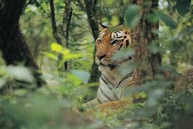 Rajeev Gandhi National Park 3 Rajeev Gandhi National Park