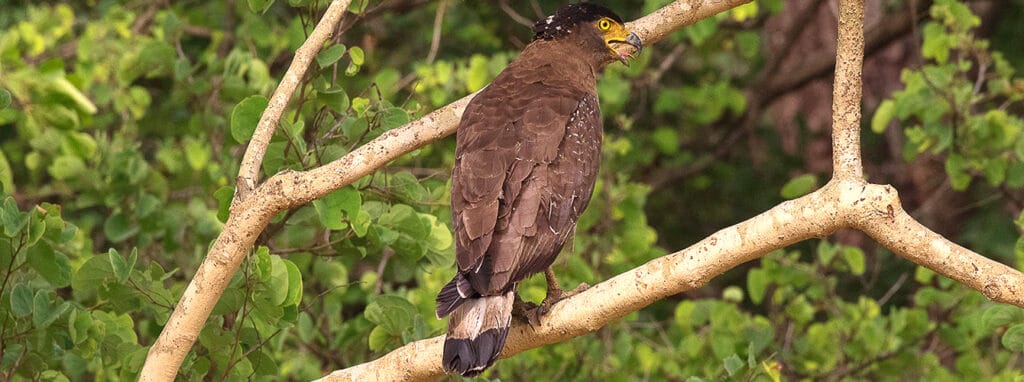 Dudhwa National Park Dudhwa National Park