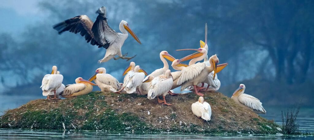 Dudhwa National Park Dudhwa National Park