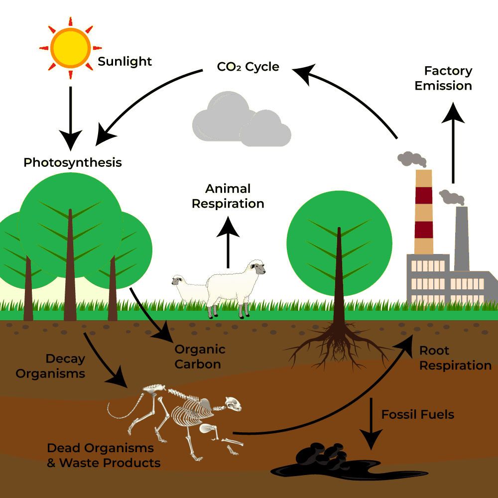 BioGeoChemical Cycle BioGeoChemical Cycle