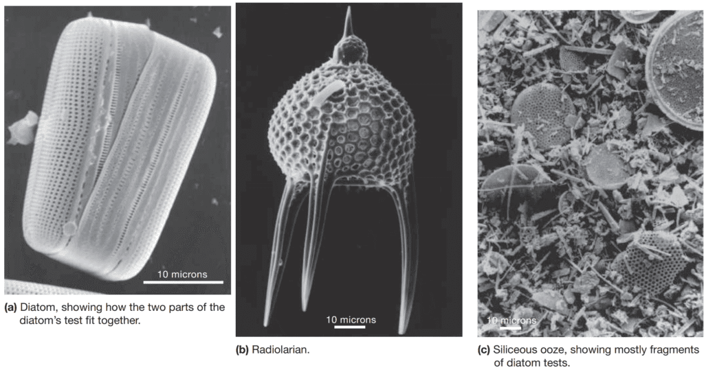What Are the Characteristics of Biogenous Sediment? What Are the Characteristics of Biogenous Sediment?