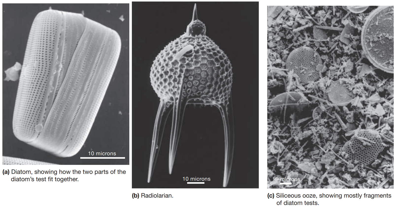 What Are the Characteristics of Biogenous Sediment?