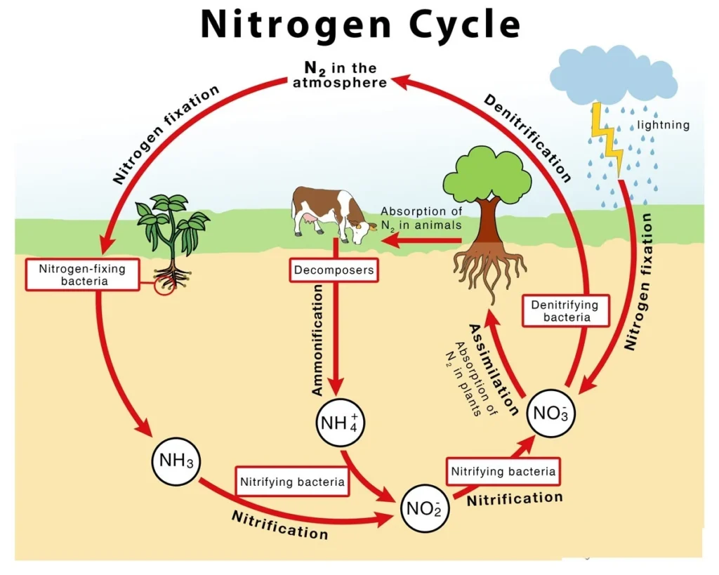 BioGeoChemical Cycle BioGeoChemical Cycle