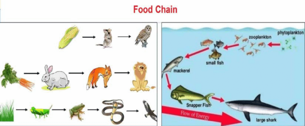 पारिस्थितिक तंत्र की मौलिक संकल्पना (Basic Concept of Ecosystem) पारिस्थितिक तंत्र की मौलिक संकल्पना (Basic Concept of Ecosystem)