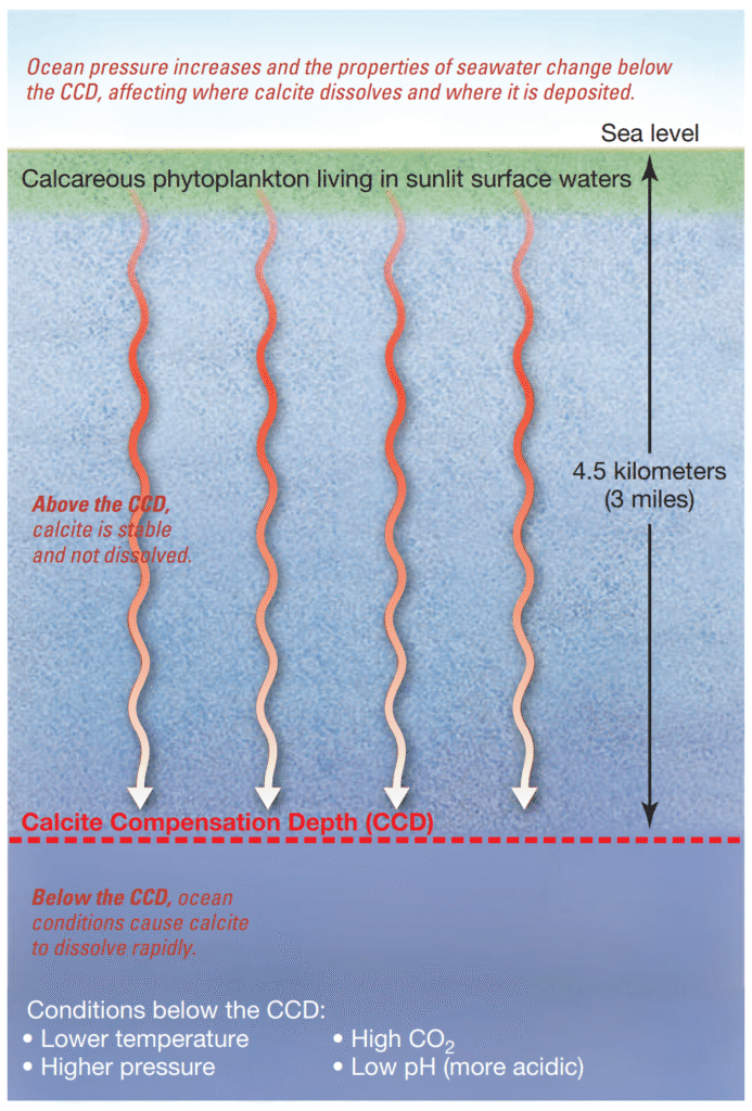 What Are the Characteristics of Biogenous Sediment? Characteristics of water above and below the calcite compensation depth (CCD)