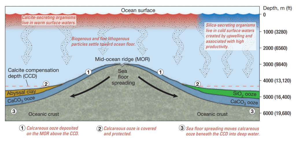 What Are the Characteristics of Biogenous Sediment? Sea floor spreading and sediment accumulation.