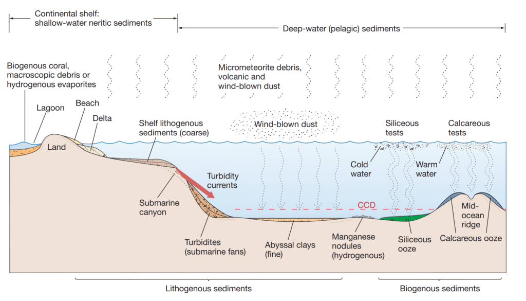 How Are Pelagic and Neritic Deposits Distributed? Distribution of sediment across a passive continental margin.